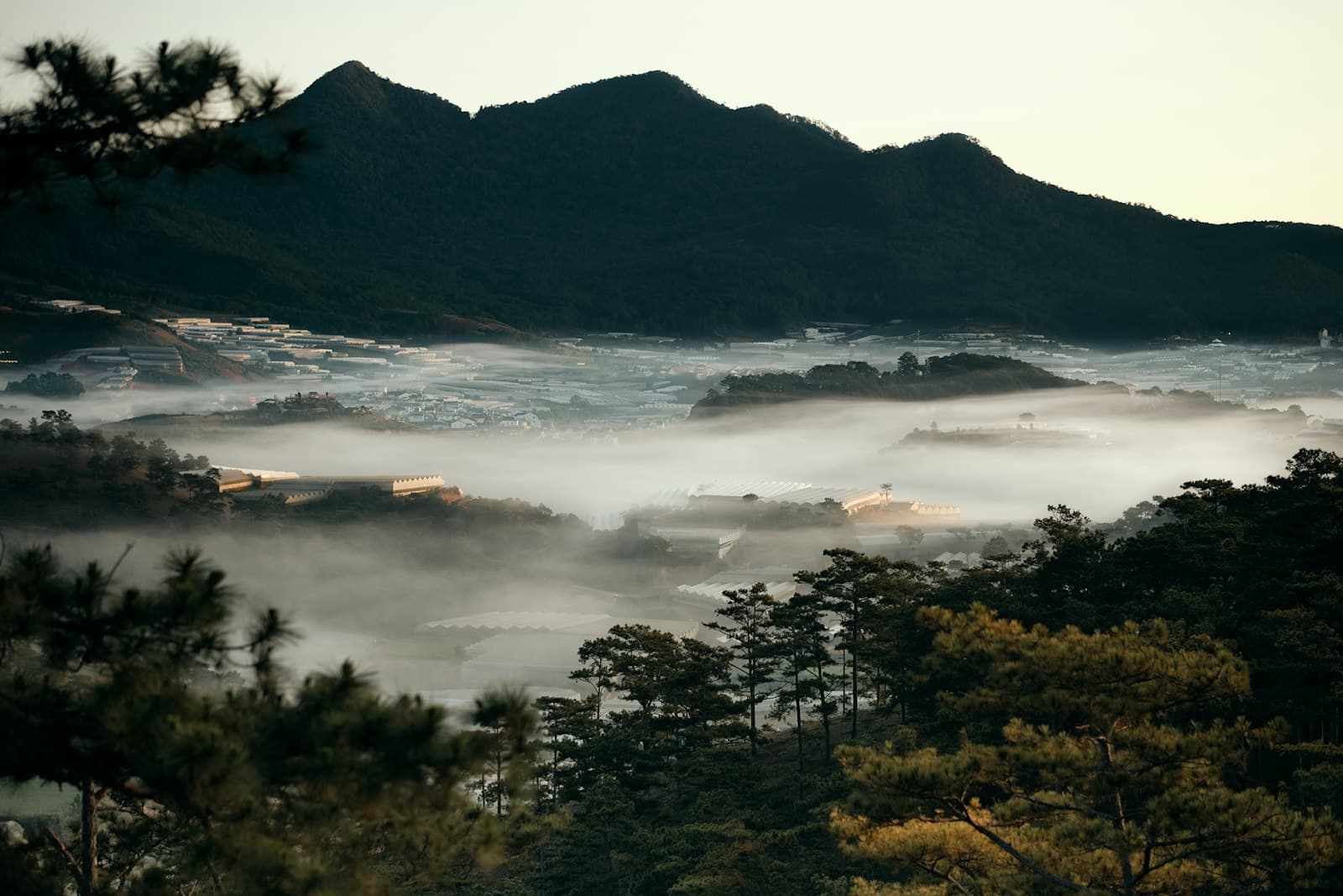 Misty pine highland valley in Da Lat at dawn